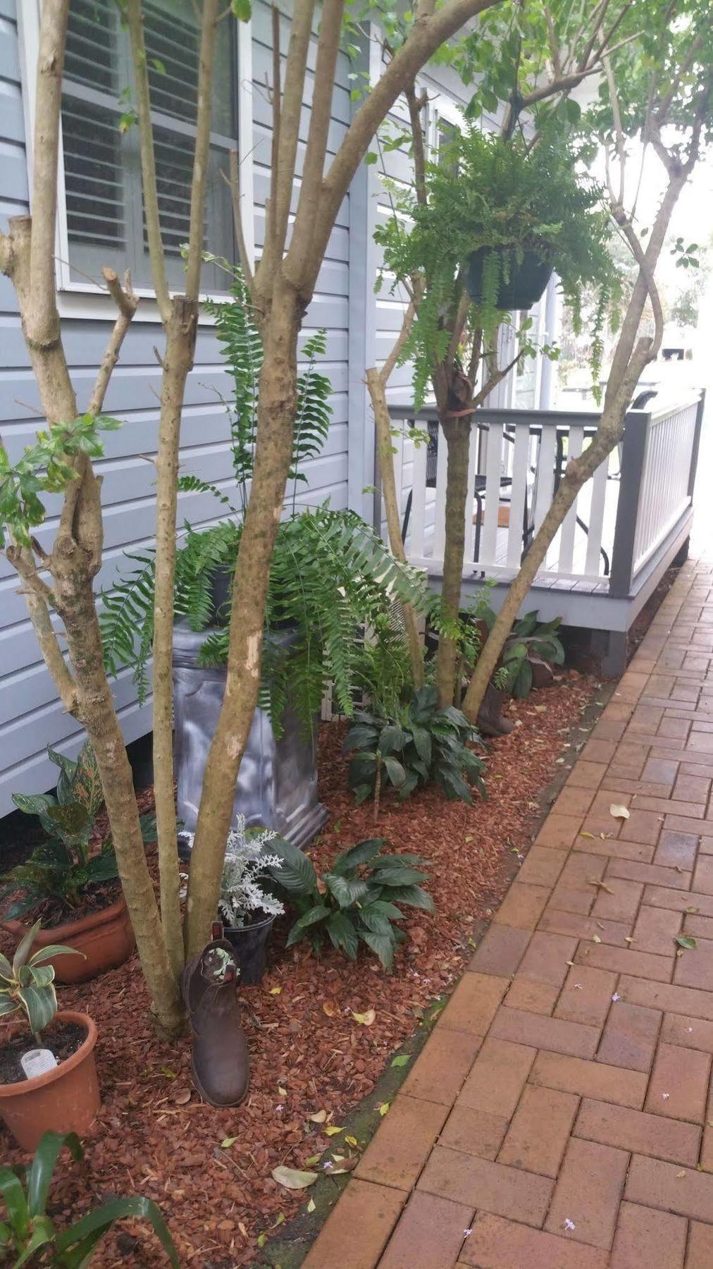 Elindale House Bed & Breakfast Lismore Exterior photo